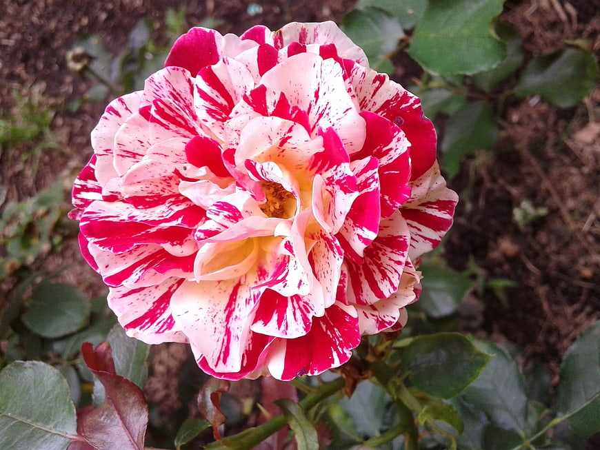 Vibrant Pink and White Striped Rose Close-Up