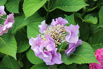 Close-up of pink hydrangea flower with green leaves