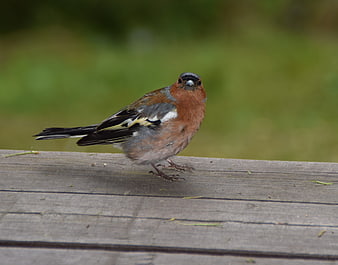Male Chaffinch perched on wooden fence in nature