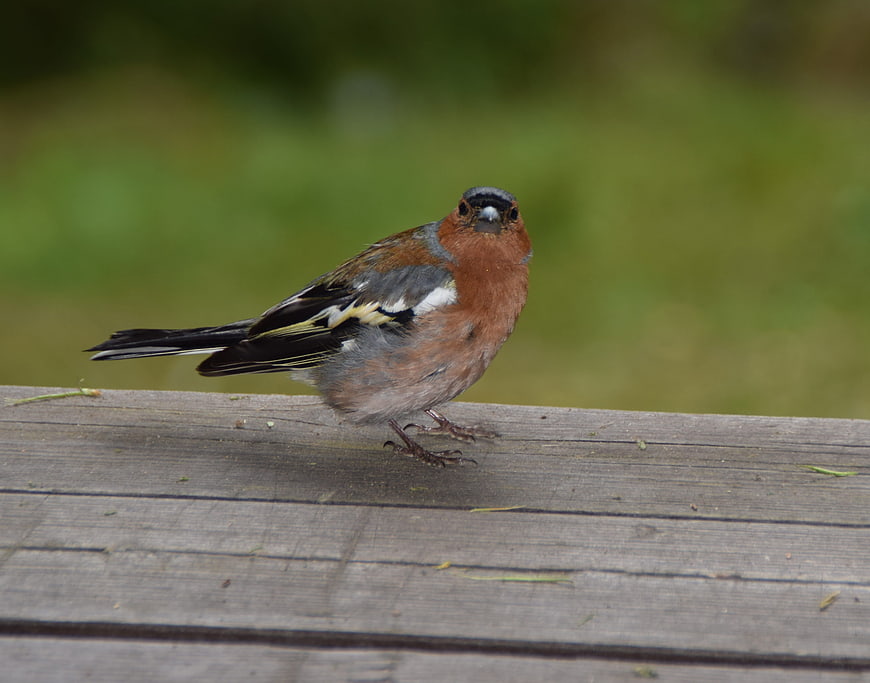 Male Chaffinch perched on wooden fence in nature