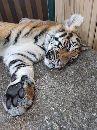 Sleeping Tiger Cub Paw Close Up