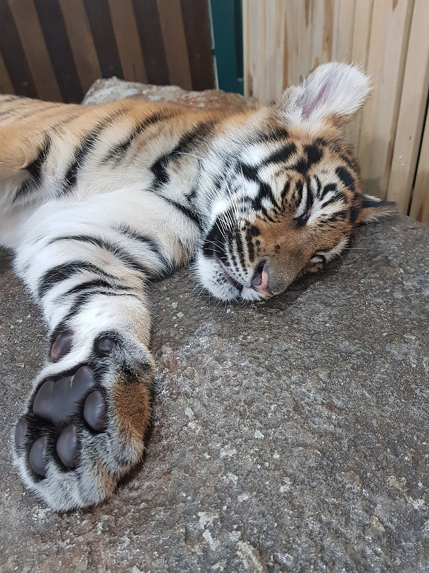 Sleeping Tiger Cub Paw Close Up