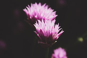 Close-up of purple chive blossoms against dark background