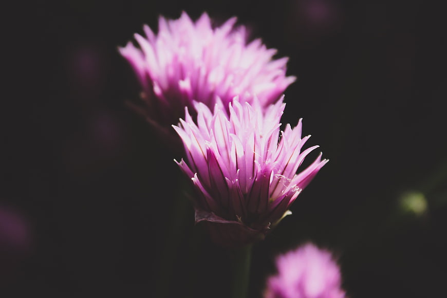 Close-up of purple chive blossoms against dark background