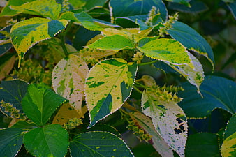 Close-up of variegated green and yellow leaves with serrated edges
