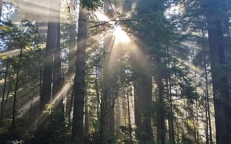 Sunbeams streaming through tall redwood forest trees