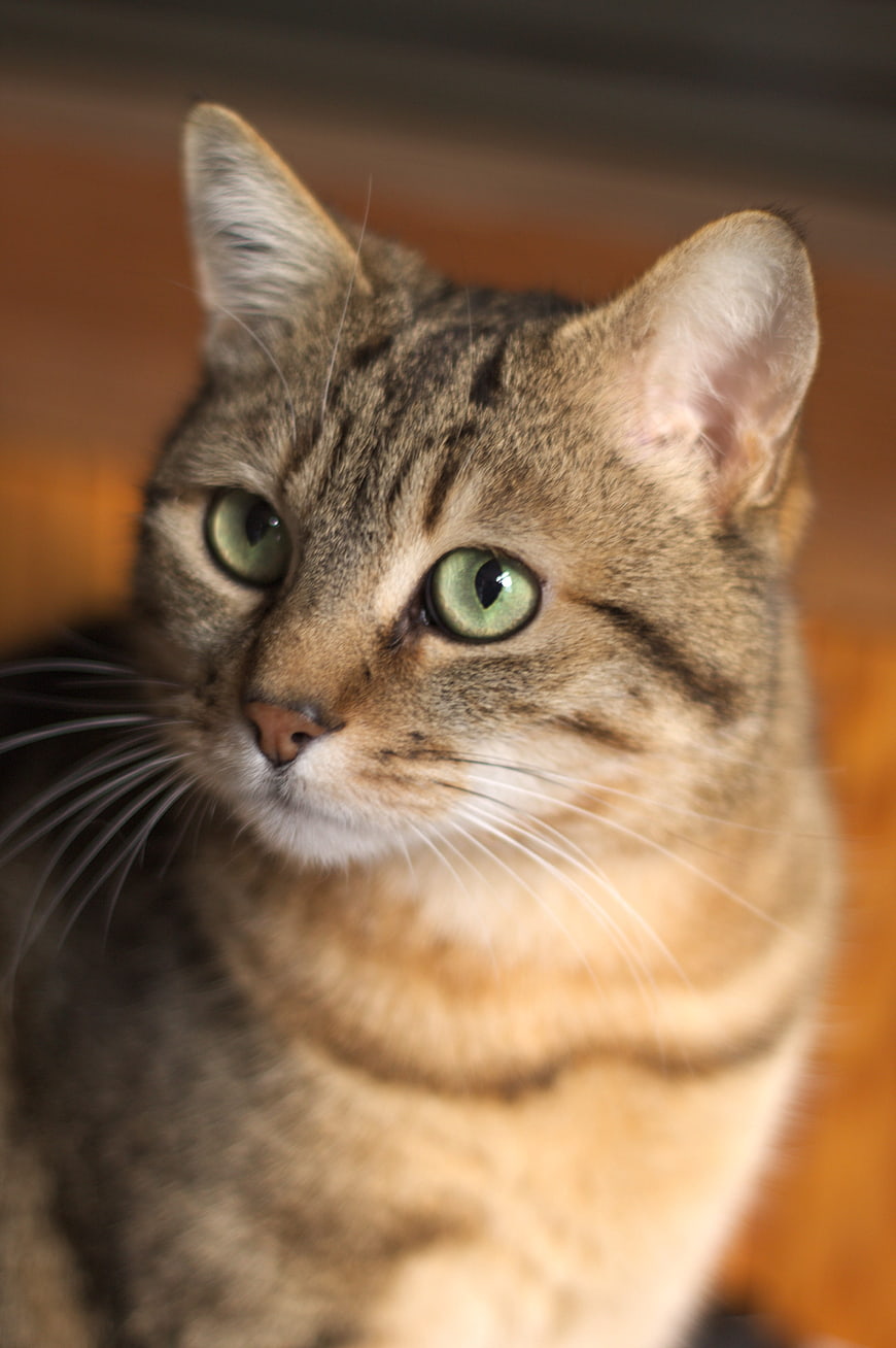 Close-up portrait of a brown tabby cat with green eyes