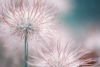 Close-up of frosty pasqueflower with delicate ice crystals