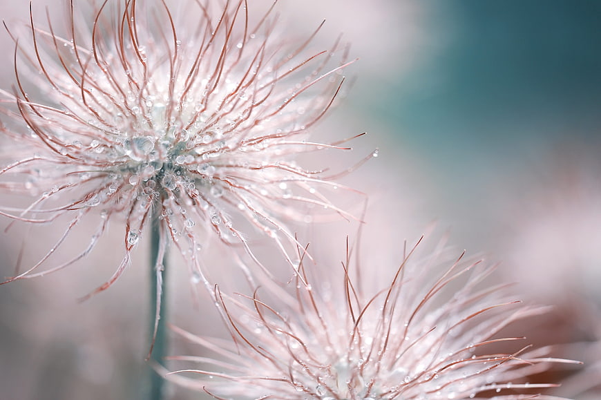 Close-up of frosty pasqueflower with delicate ice crystals