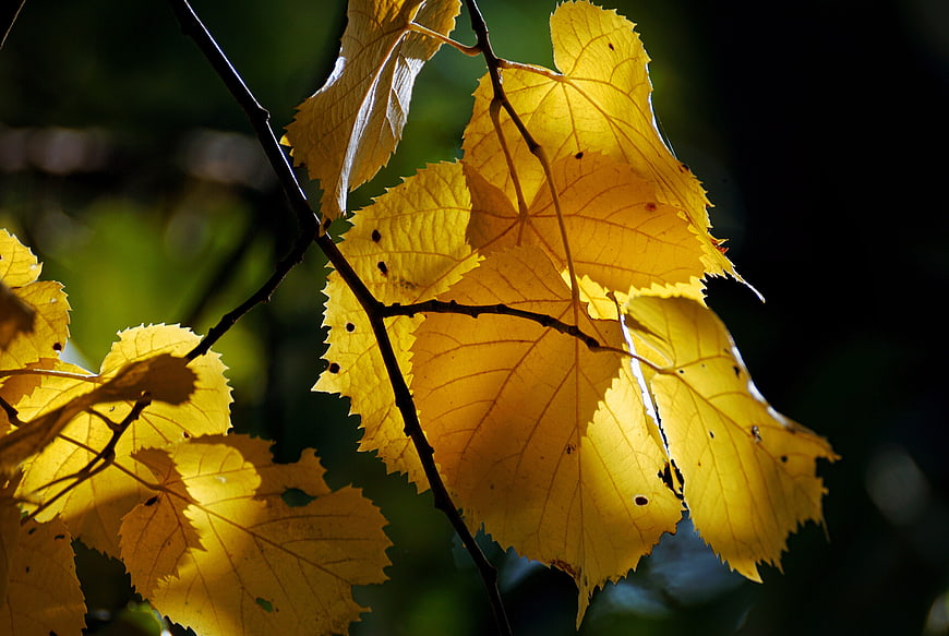 Golden autumn leaves backlit by sunlight on a branch