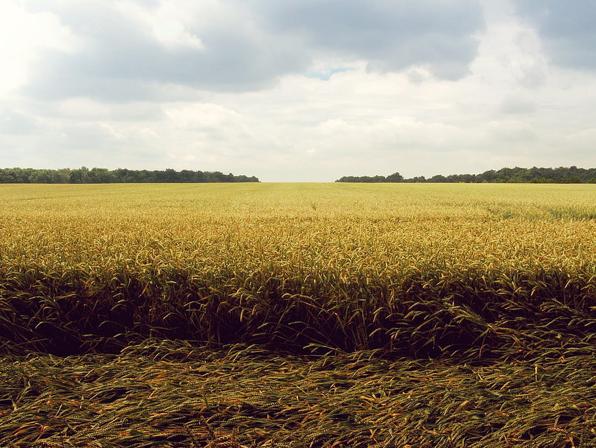 Golden wheat field with dramatic cloudy sky and fallen stalks