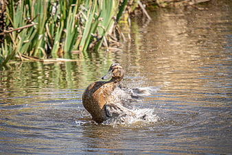 Brown Duck Splashing Water in Pond with Reeds