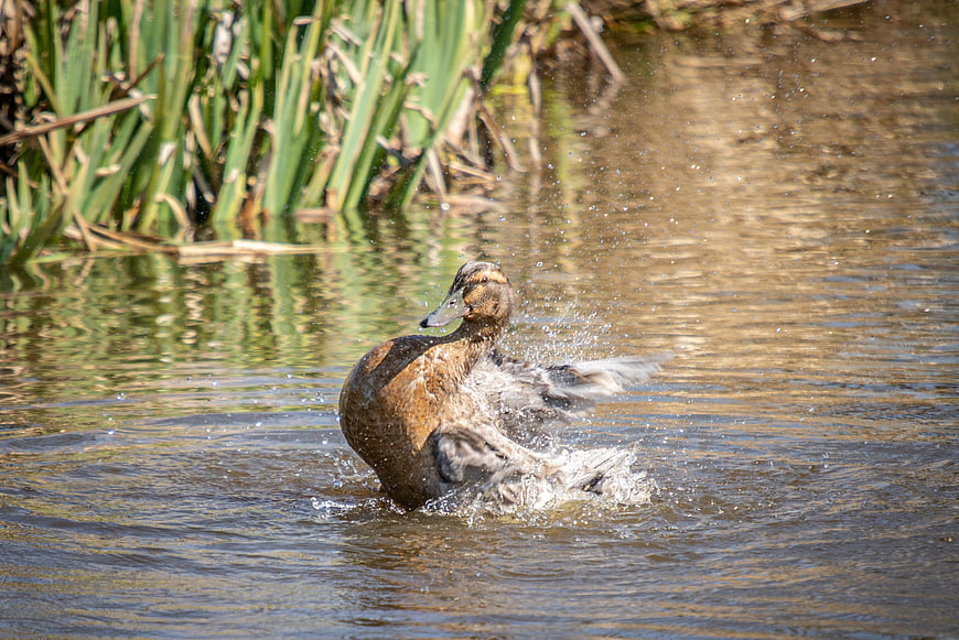 Brown Duck Splashing Water in Pond with Reeds