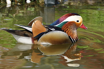 Male Mandarin Duck Swimming in Green Pond Water