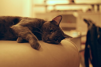 Gray Cat Lying on Sofa Armrest with Blurred Background
