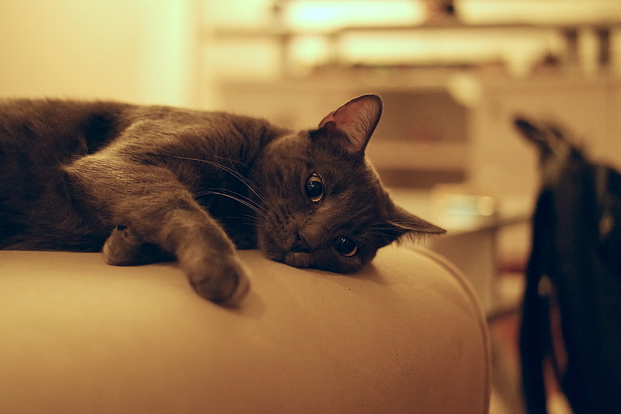 Gray Cat Lying on Sofa Armrest with Blurred Background