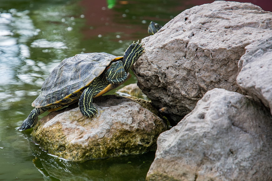 Red-eared slider turtle climbing on rocks in pond