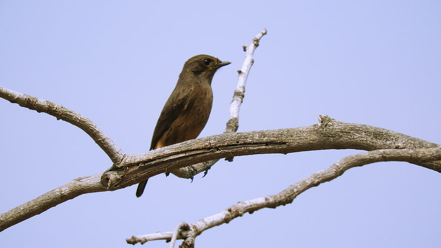 Small brown bird perched on a bare tree branch against blue sky