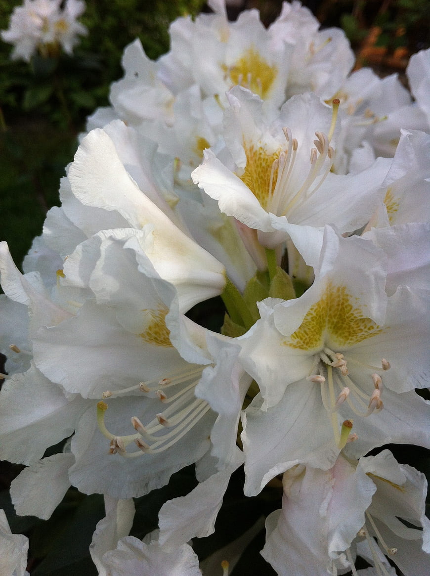Close-up of white rhododendron flowers with yellow centers
