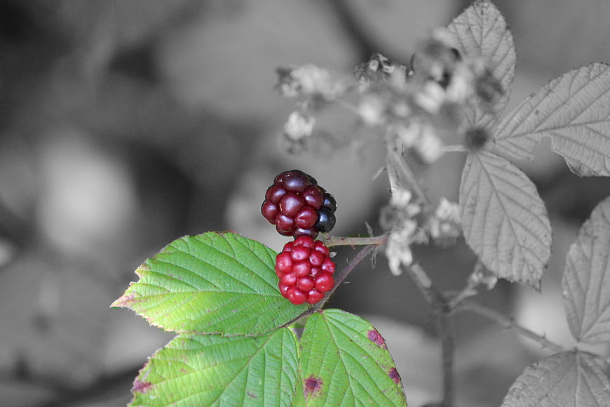 Selective Color Blackberry Close-Up with Green Leaf