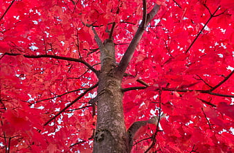 Vibrant Red Maple Tree Trunk And Foliage From Below