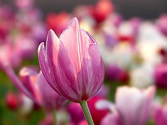 Close-up of a pink tulip in a blurred flower field