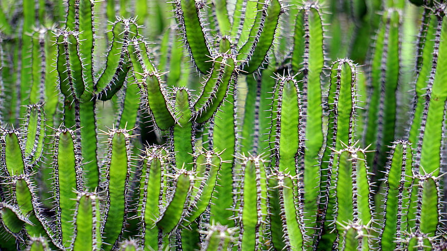 Close-up of green cactus with sharp thorns