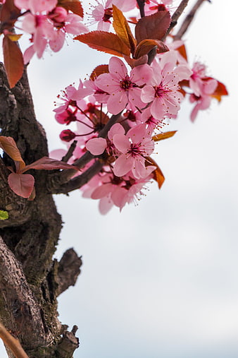 Pink Almond Blossoms on Branch Against White Sky
