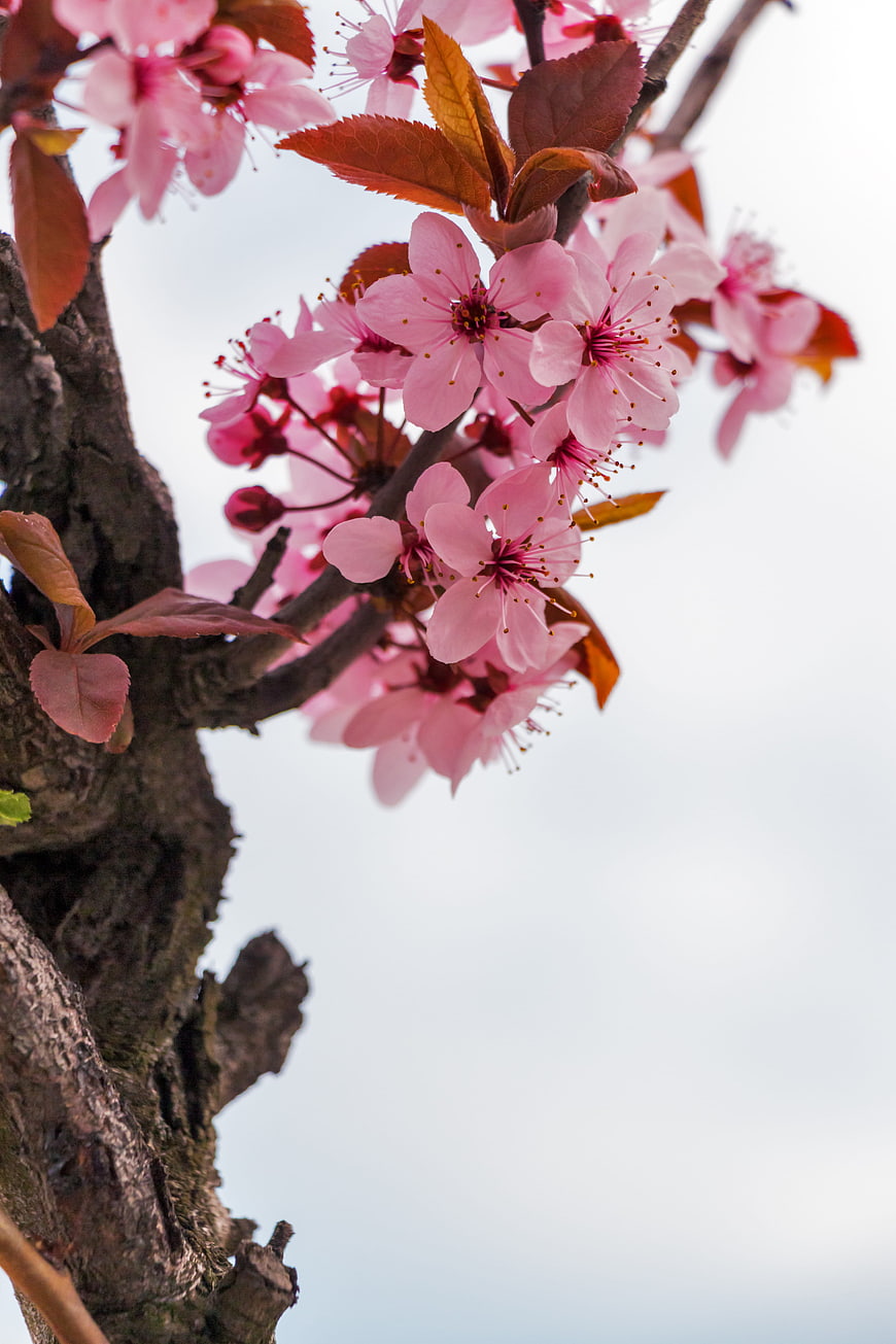 Pink Almond Blossoms on Branch Against White Sky