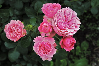 Close-up of vibrant pink roses blooming in a garden