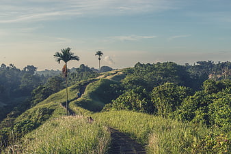 Hikers on a grassy ridge path with palm trees and forest