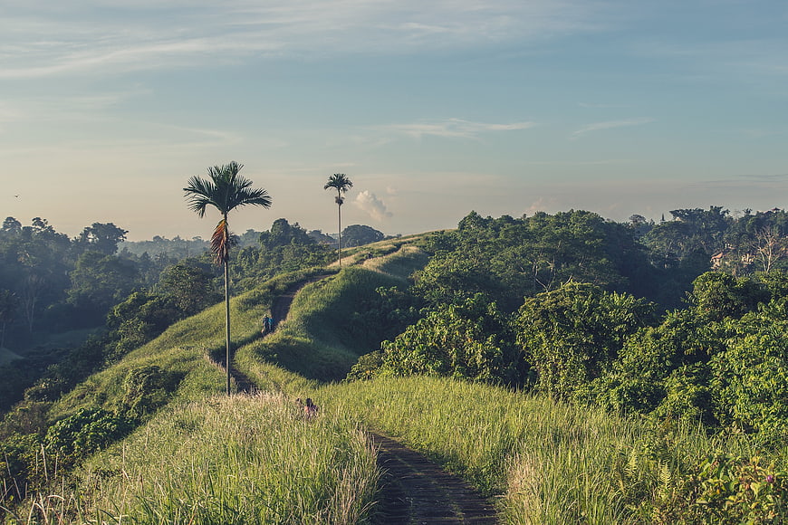 Hikers on a grassy ridge path with palm trees and forest