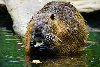Nutria Eating Food In Water