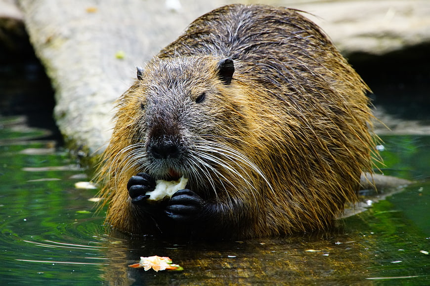 Nutria Eating Food In Water