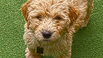 Close-up portrait of a golden doodle puppy on green artificial turf