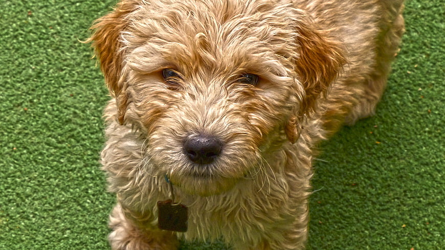 Close-up portrait of a golden doodle puppy on green artificial turf