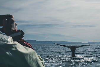 Person photographing whale tail diving in ocean