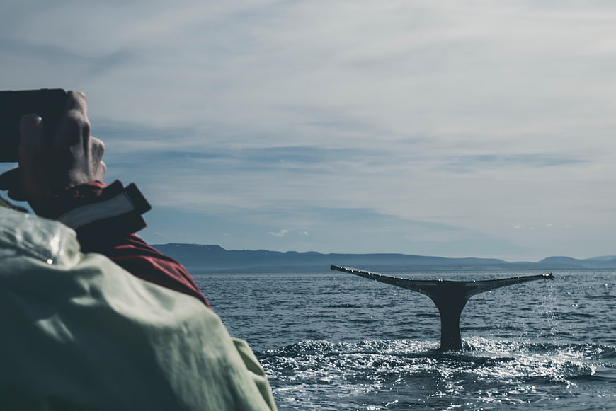 Person photographing whale tail diving in ocean