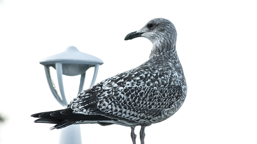 Seagull perched on lamp post against white background