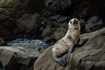 Cute Sea Lion Pup Resting on Rocky Coastline