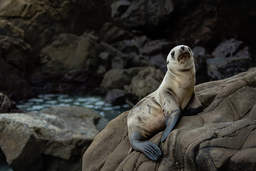 Cute Sea Lion Pup Resting on Rocky Coastline