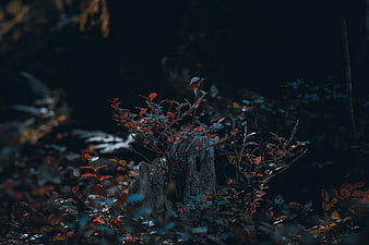 Dark moody autumn forest with red leaves and tree stump