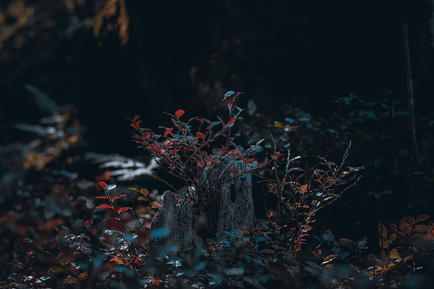 Dark moody autumn forest with red leaves and tree stump