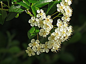 Close-up of white flowering pyracantha branch in sunlight