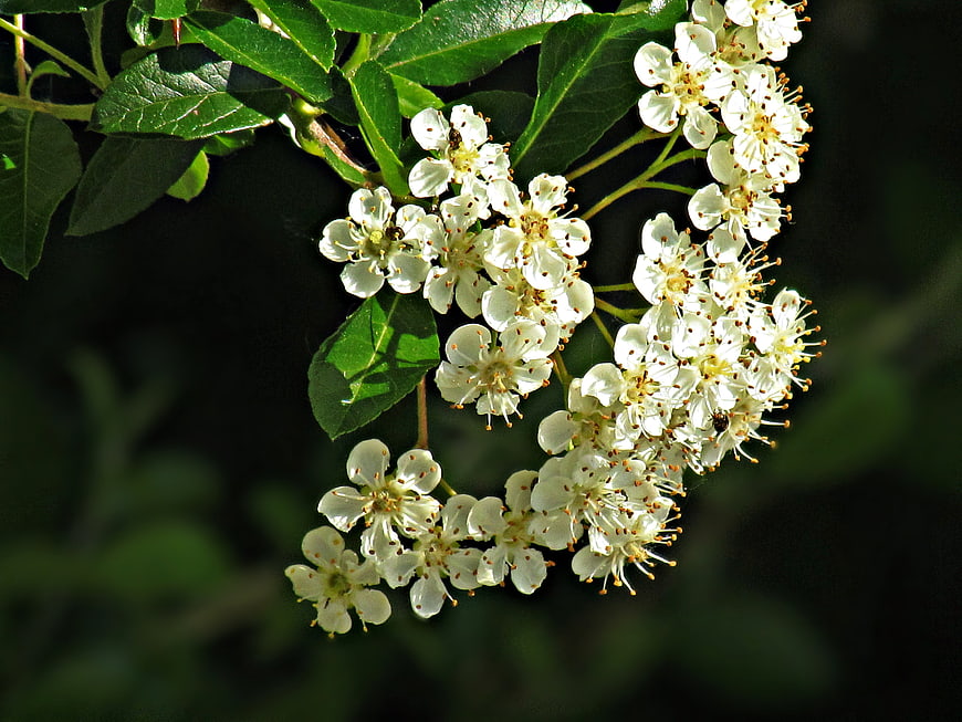 Close-up of white flowering pyracantha branch in sunlight