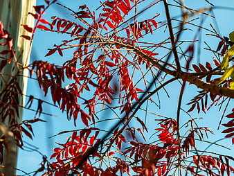Vibrant Red Autumn Leaves Against Clear Blue Sky