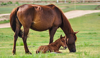 Brown Mare Grazing with Resting Foal in Green Pasture