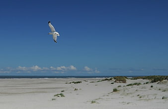 Seagull Flying Over Sandy Beach Dunes and Ocean