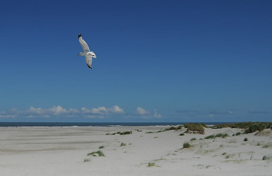 Seagull Flying Over Sandy Beach Dunes and Ocean