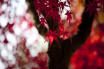 Vibrant Red Maple Leaves in Autumn with Bokeh Background
